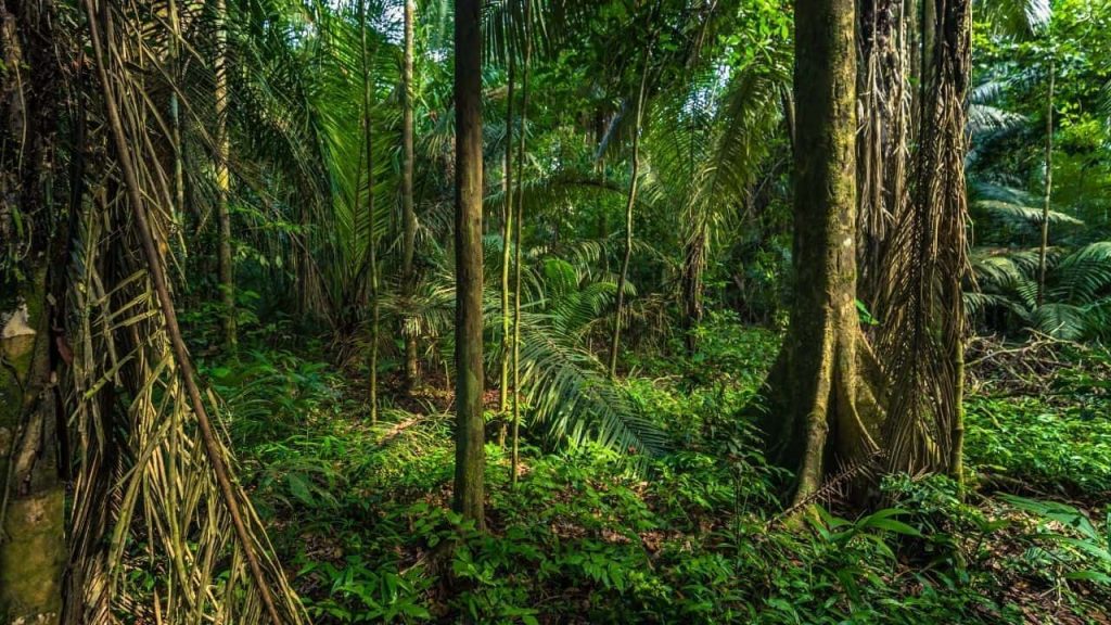 Manu Biological Reserve in the Amazon Rainforest in Peru
