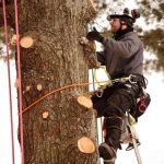 best Tree Climbing Spurs